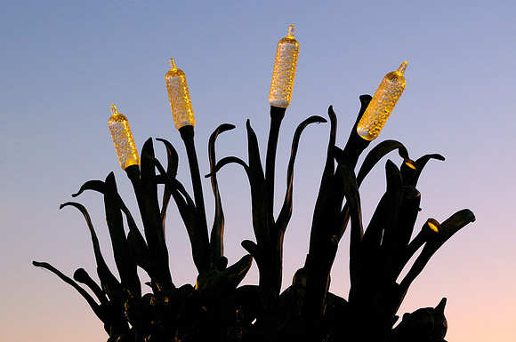 Reeds