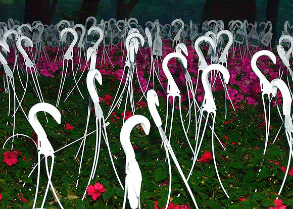 "Flamingos" "Paul Grayson" AMDG Photeinos φωτεινος