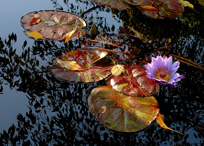 Consider the lilies of the field Original