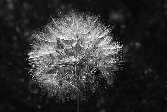 Dandelion 1