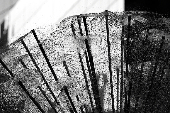 Dandelion 2
