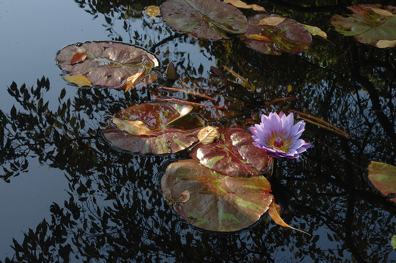 Consider the lilies of the field Original
